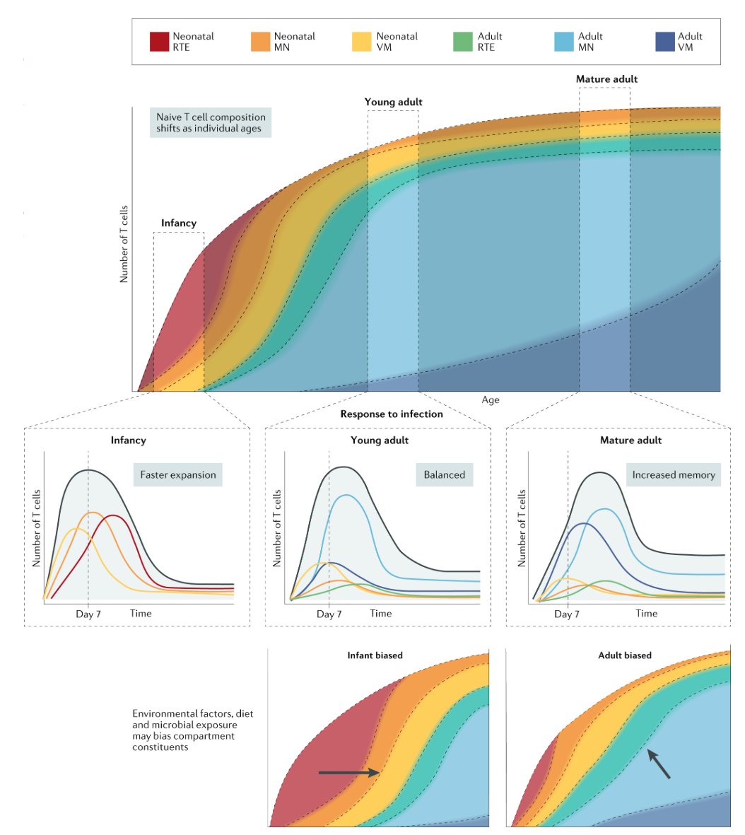 mmw_lmw's tweet photo. How #T_Cell_Development shapes #Immune_Function | Evolution and adaptation | Miles Davenport @UNSW @NatRevImmunol https://t.co/fxDDca9JXP | #2020_ReCapJune https://t.co/mgXY43P1Be