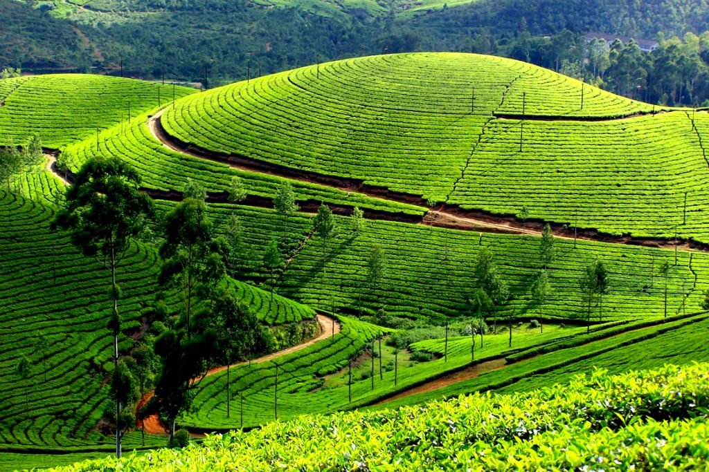 10) Y bueno, para cerrar unas fotos ugandesas de campos de té.No sólo se trata de la maravillosa infusión (¡Ya me dieron ganas de tomar una tacita!) sino del paisaje que generan sus plantaciones.¡AMO!