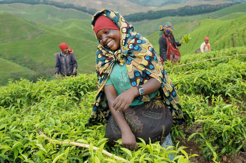 10) Y bueno, para cerrar unas fotos ugandesas de campos de té.No sólo se trata de la maravillosa infusión (¡Ya me dieron ganas de tomar una tacita!) sino del paisaje que generan sus plantaciones.¡AMO!
