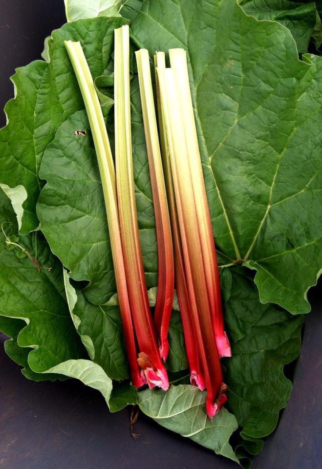 The first thing we picked though... the thing that sprung up and survived when everything in our plot failed......was rhubarb.In those over-promising first few months the only thing we got to pick was rhubarb.20/