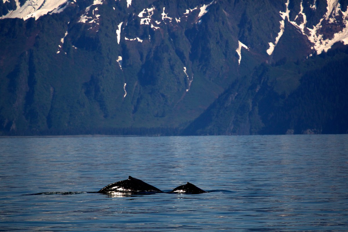 A2. Families love to visit Kenai Fjords! In fact, North Pacific humpback whale families (cows with calves) will travel as much as 3,000 miles from Hawaii, Mexico, and other Pacific islands to visit Kenai Fjords every summer. #TravelAlaskaChat

NPS Photo/ K Thoresen