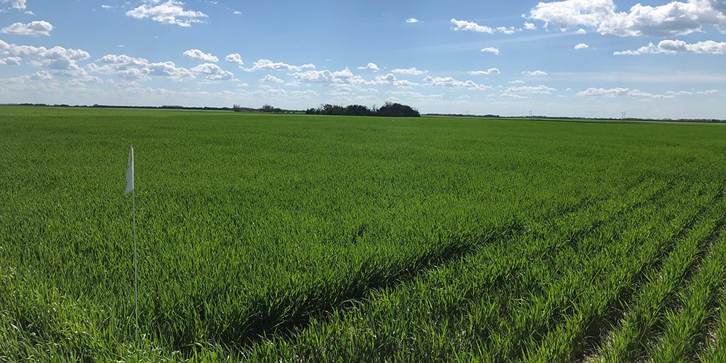 FPGenetics's tweet photo. Excited to have #CDCCopper in the @MakersCraftMalt malting barley plots in Rosthern. Cheers Matt! #barley #growingbeer #WestCdnAg #CerealSeedExperts https://t.co/ozUxiew5QZ