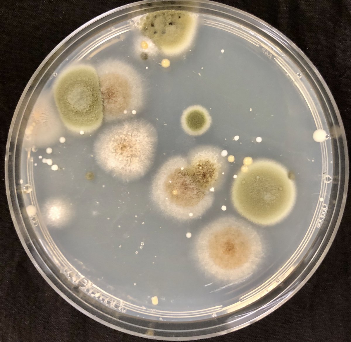 But thinking back to my first attempt last year, I couldn't recall this culturable fungus. As a reminder Massospora does not grow on agar. So we collected an additional six Massospora-infected cicadas and this time I prepared new sterile water. The white fungus was missing!