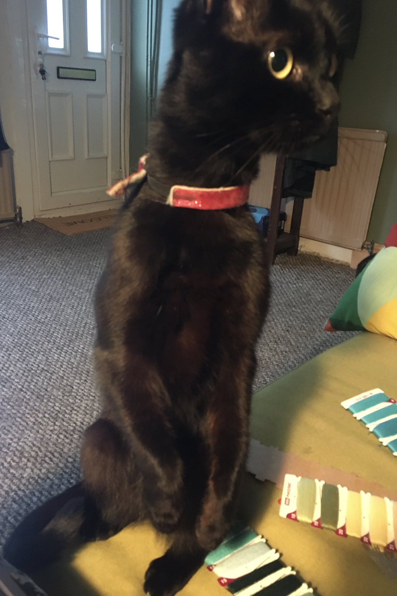 My cat Sidney very confused during the vocoda machine song in the @Jonny_Baptists set! What was that noise?!?! Hahah