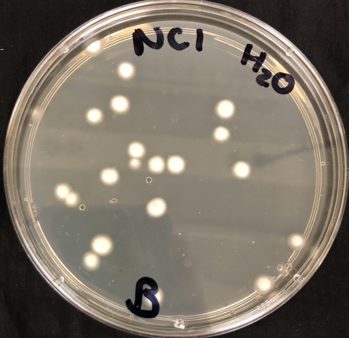 As a check, I also plated some of the old water and new water to see if any fungi were kicking around. The results confirmed what i had already suspected: the water was harboring a white fungus. The source was the water not the cicada!!!