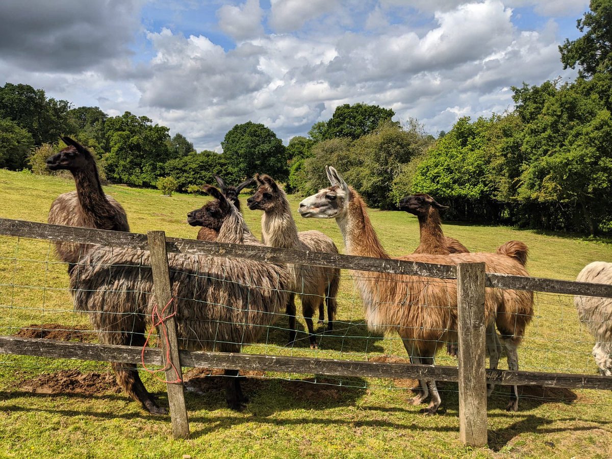 Our lovely llamas are looking forward to July 4th too! #llamalove #PubsReopening