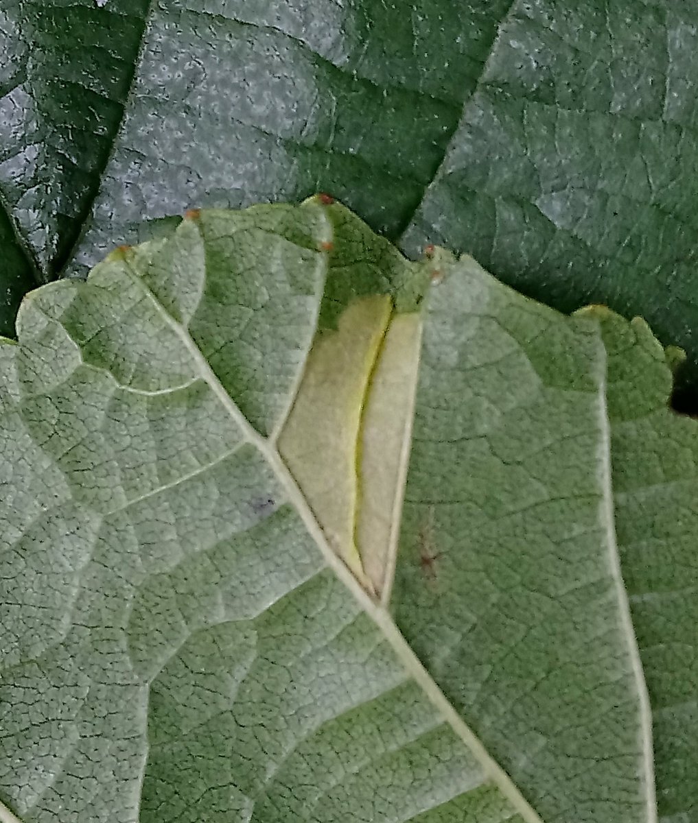 Spotted several Phyllonorycter rajella blotch mines on alder leaves on our early evening stroll. #teammoth #micromoth #MothsMatter #entomology #lepidoptera #leafmine