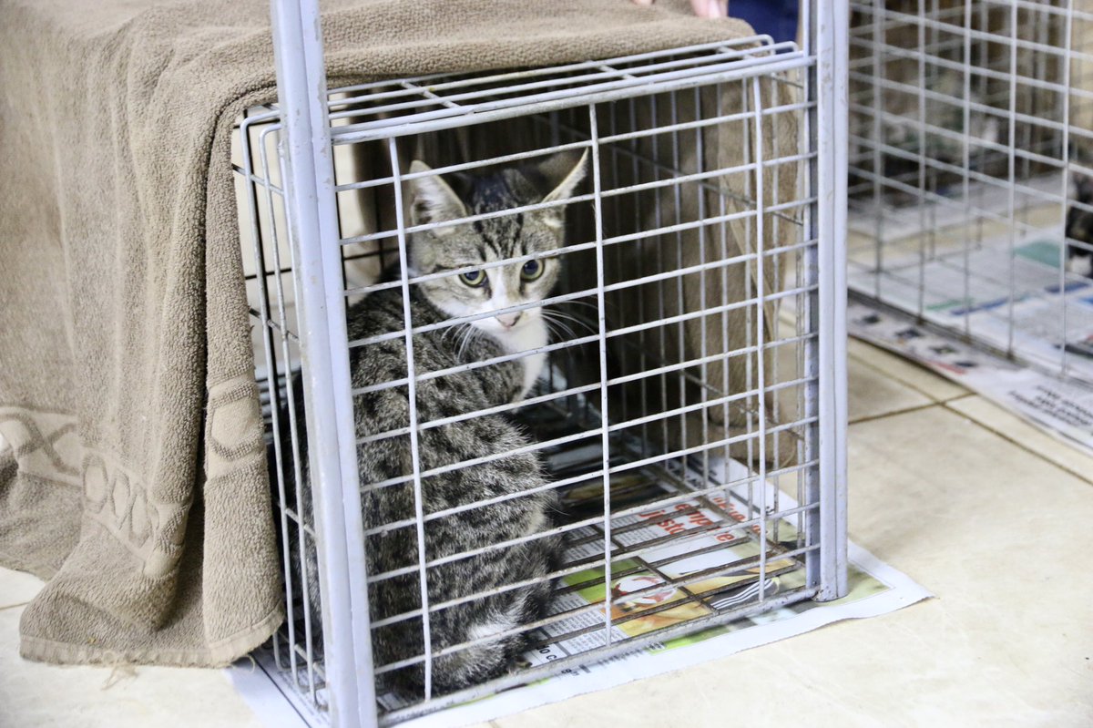 Área Social on X: En el caso de los felinos son capturados en jaulas trampa  por voluntarios de @AdoptamePy, para luego ser esterilizados e  inspeccionados por profesionales de la Unidad de Zoonosis.