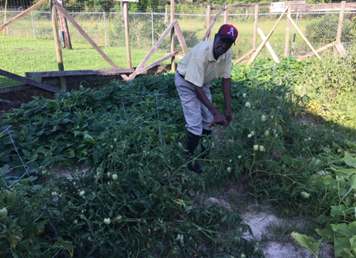 LaurelHousingMS's tweet photo. Thanks to food hero, Charles Shannon at Brown Circle Homes, neighbors are reaping the benefits of his bountiful harvest. Mr. Shannon, we appreciate your green thumb! Keep up the great work!

#LaurelHousingMS #LaurelMS #LaurelLeads #HousingIs https://t.co/CuYlPc86e3
