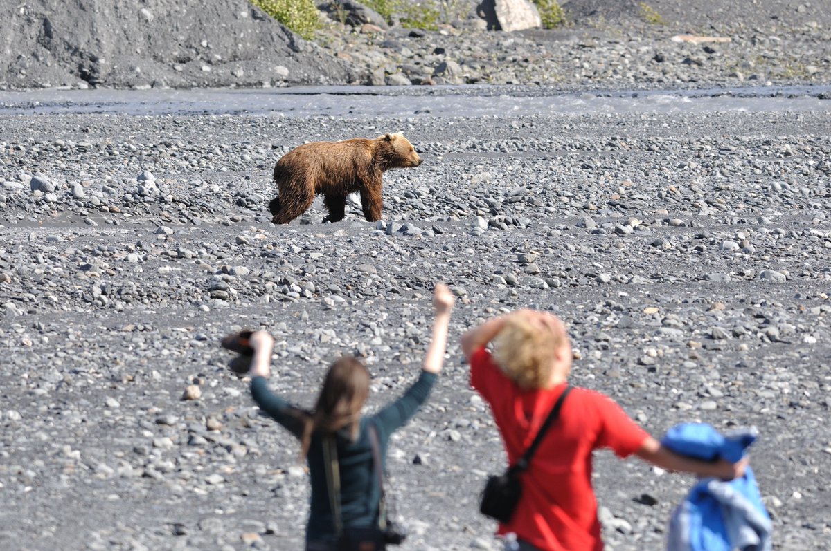 A7. Safety first! If you’re hiking in Kenai Fjords we recommend learning the basics of bear and moose safety. Never approach wildlife, and do your best to avoid surprising wildlife by hiking in groups and making noise while you hike. nps.gov/kefj/planyourv… #TravelAlaskaChat