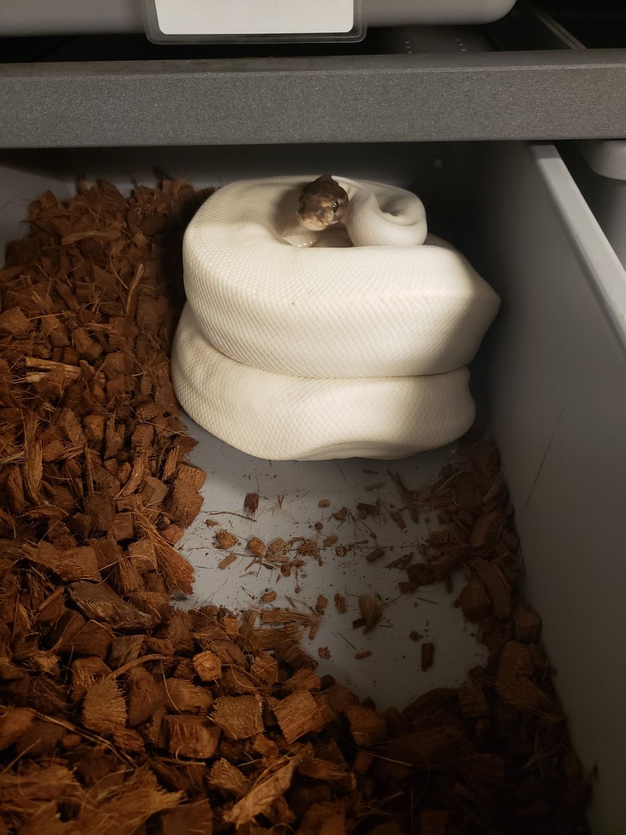 SinisterSerpen1's tweet image. This never gets old! I love seeing them wrapped up on eggs!
#BallPython #PiedBallPython #sinisterserpen1