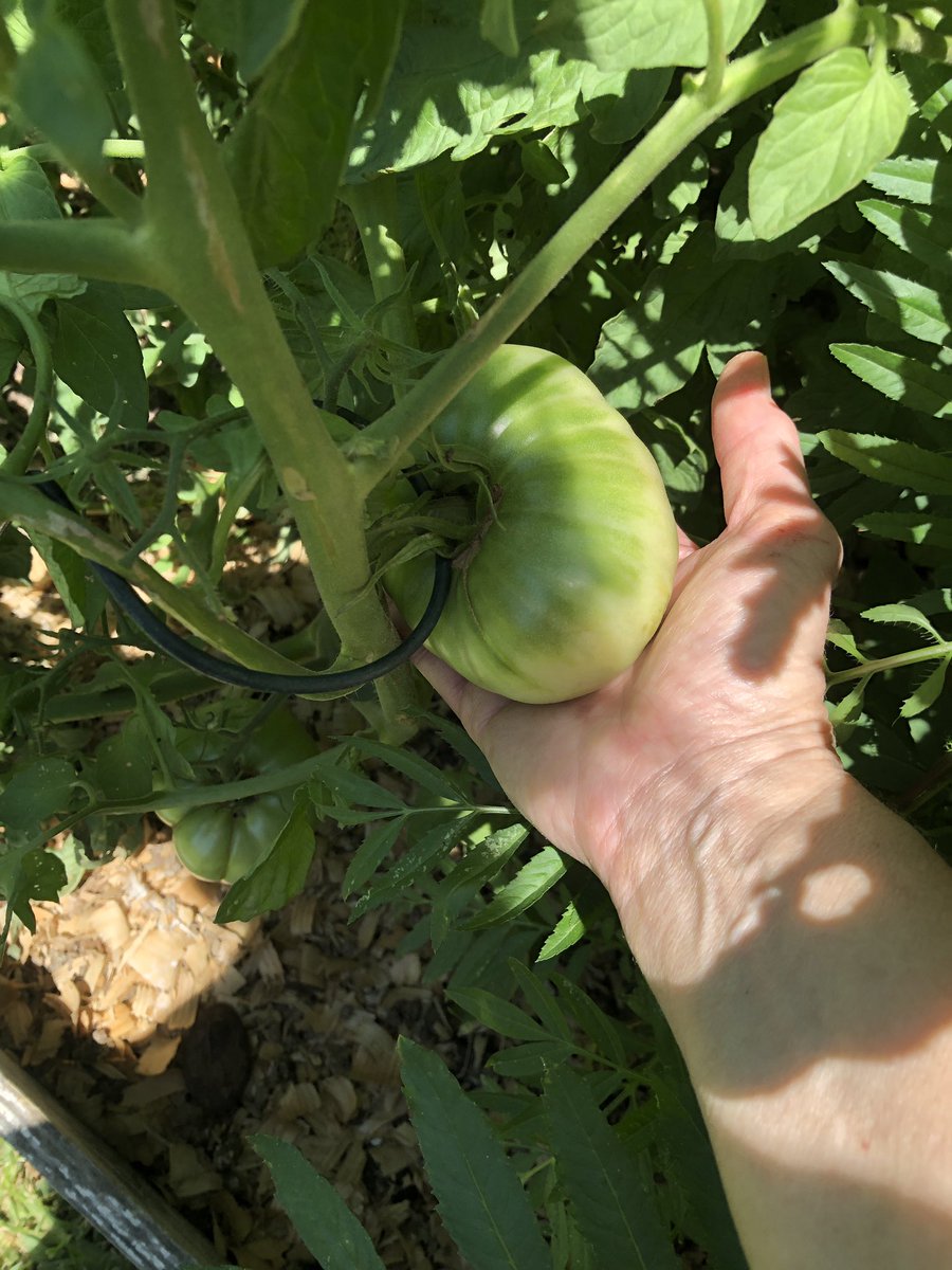 #summerseldiebingo create it - my tomatoes are getting ripe in my garden and I made this bird hook sign.  BINGO!! #usesummer #stallionsdeserveit