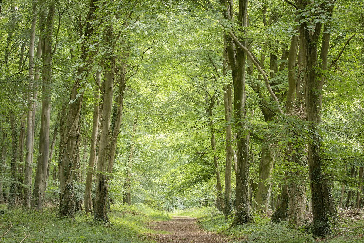 "Chiseldown" 
From yesterday morning at Goodwood for #Sharemondays2020