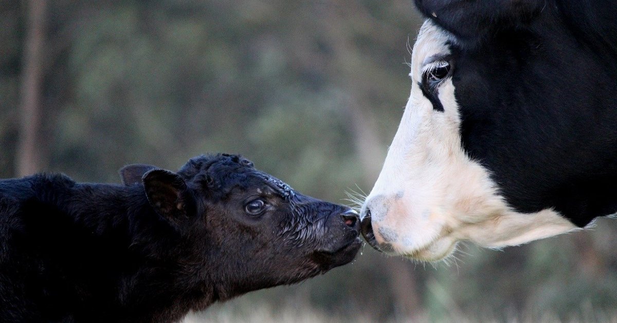 Meat & Livestock Australia tweet media