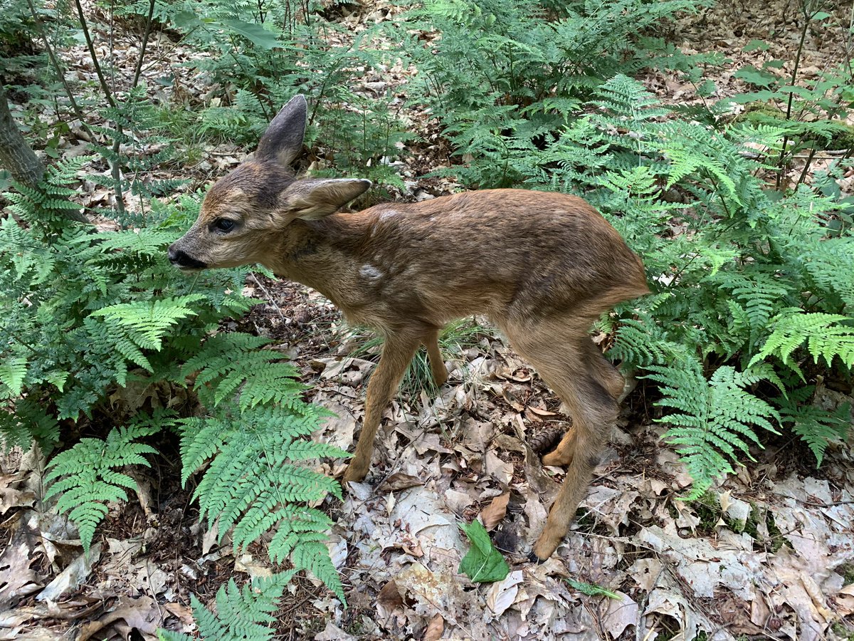 “Hij liep helemaal alleen”! Hoe goed bedoeld ook, de reegeit is echt in de buurt. Dus vooral niet oppakken en knuffelen! Kalfje terug in het bos gezet. Half uur later nog wezen kijken en toen liep er op dezelfde locatie een geit met kalf. Dus hopelijk goed gegaan. #laatzeliggen!