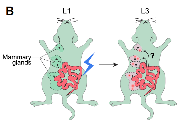 6. Super cool 'photocovertible reporter mouse' technology used to show IgA-producing immune cells migrate from maternal gut to mammary gland during late pregnancy! AMAZING! 5/n