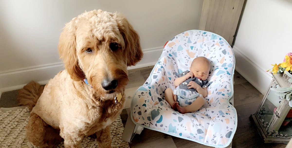 mollybpatt's tweet photo. Jo Jeaux loves her new baby brother👶🏼❣️🐶 #doodle #mansbestfriend https://t.co/B3kKQNmJ4G