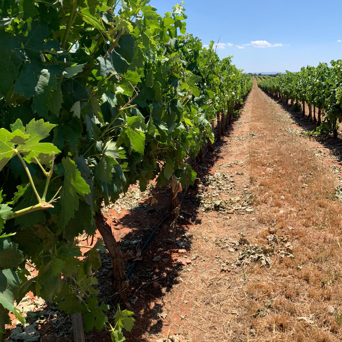 Un lunes en el viñedo es siempre un buen comienzo. Bodegas Carrascas, en El Bonillo.