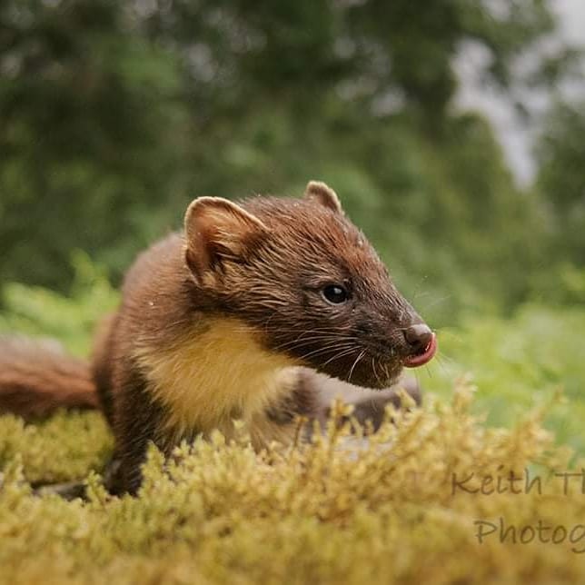 KwtImages's tweet image. Got bored today so went out and set up my remote sensor and camera in what was a rather wet day, got lucky with some great shots. 

#BBCWildlife #naturephotography #ukwildlifeimages #uk_wildlife_images… instagram.com/p/CCCIsDUnW5N/…