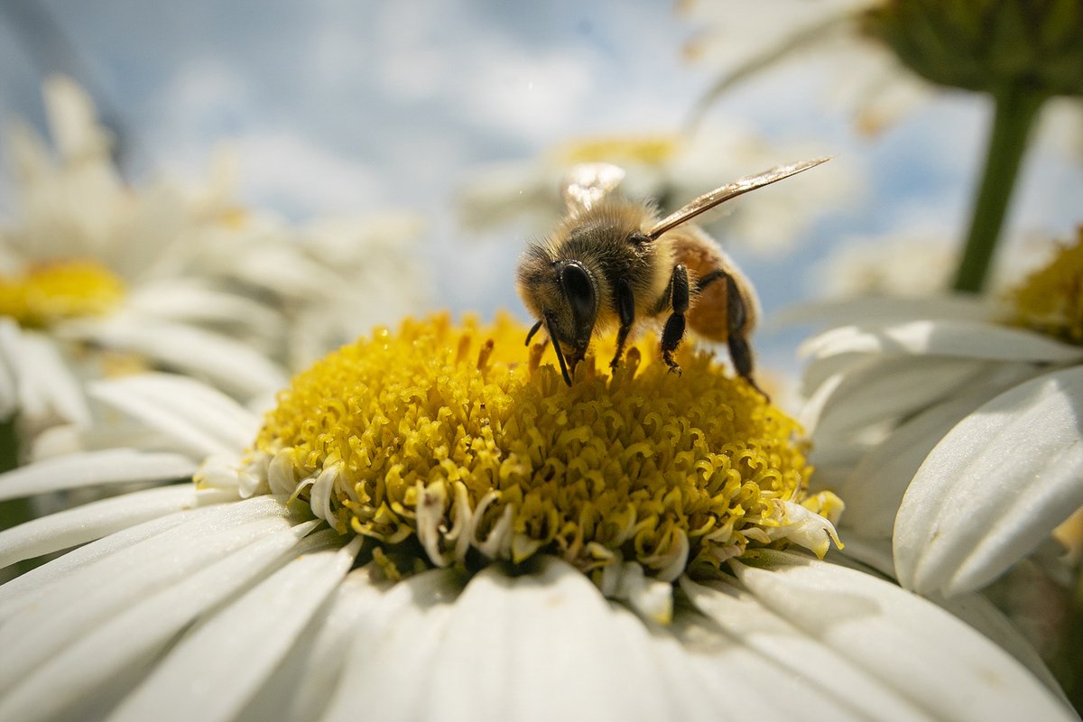 MetrolinaGHS's tweet photo. This bee looks to have found the perfect landing spot! #leucanthemum #feedthepollinators https://t.co/8rO2s5yg2y