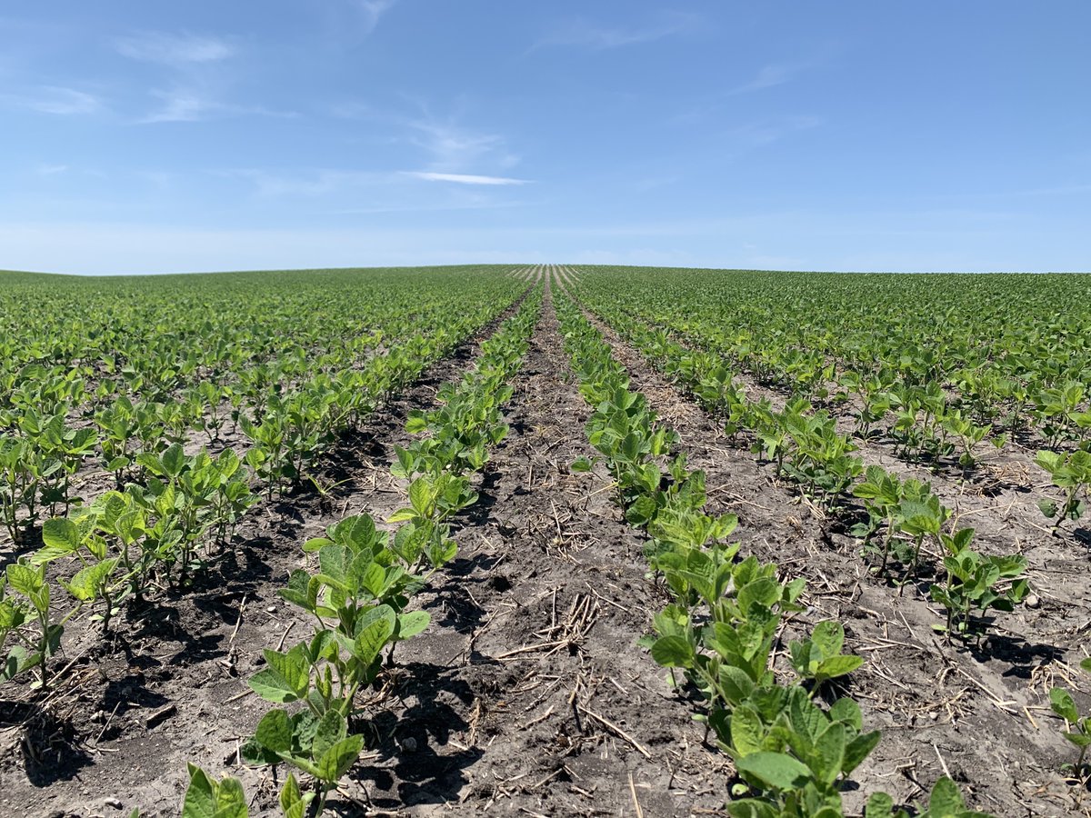 LeadingEdgeEq's tweet photo. Checking #soybeans at the Leading Edge #TestFarm near Michigan, ND. https://t.co/yByxXafI1d
