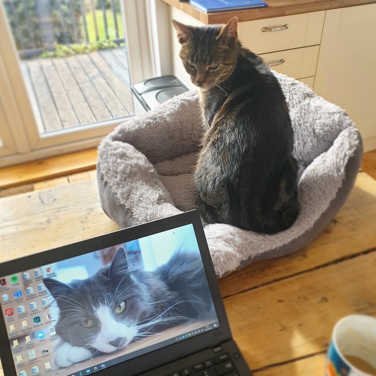 kirstyschofield's tweet photo. @UniLeedsStaff Hi Cleo. This is Keith and our late cat Pablo on the screen saver https://t.co/j9b7ldXvMX