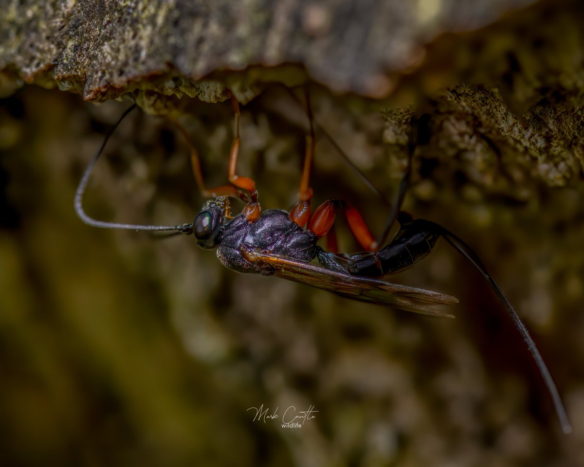 redplanetphoto7's tweet photo. Parasitic wasp/Dolichomitus imperator
Nikon D500 Sigma 105mm

@WildlifeMag @SigmaImagingUK @NPhotomag
 @BBCSpringwatch 
 #macrophotography #macro  #nikonphotography #parasiticwasp #Dolichomitusimperator #BBCWildlifePOTD #TwitterNatureCommunity https://t.co/8kGSRHKNzf