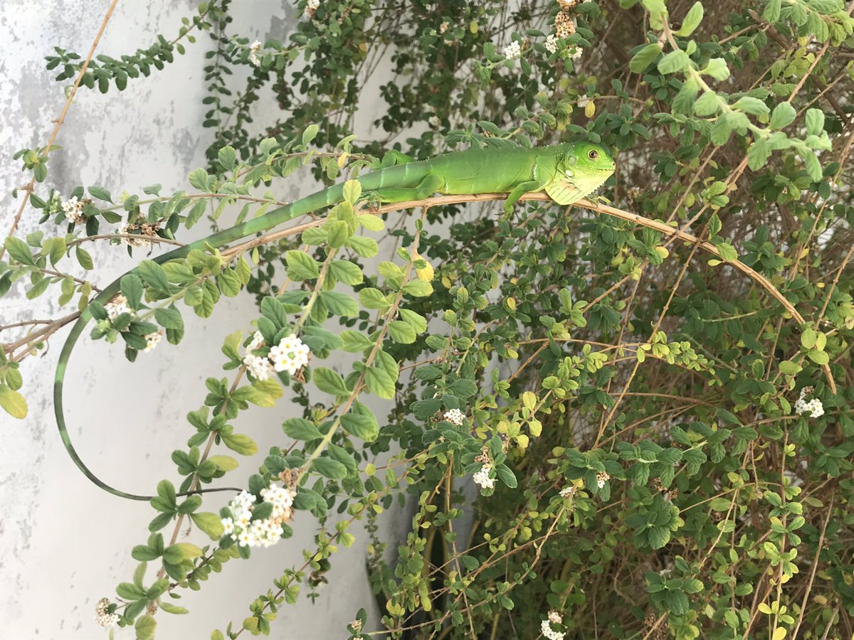 Cegm_4's tweet photo. El pequeño que encontré hoy en la casa https://t.co/AnQgcfAm1P