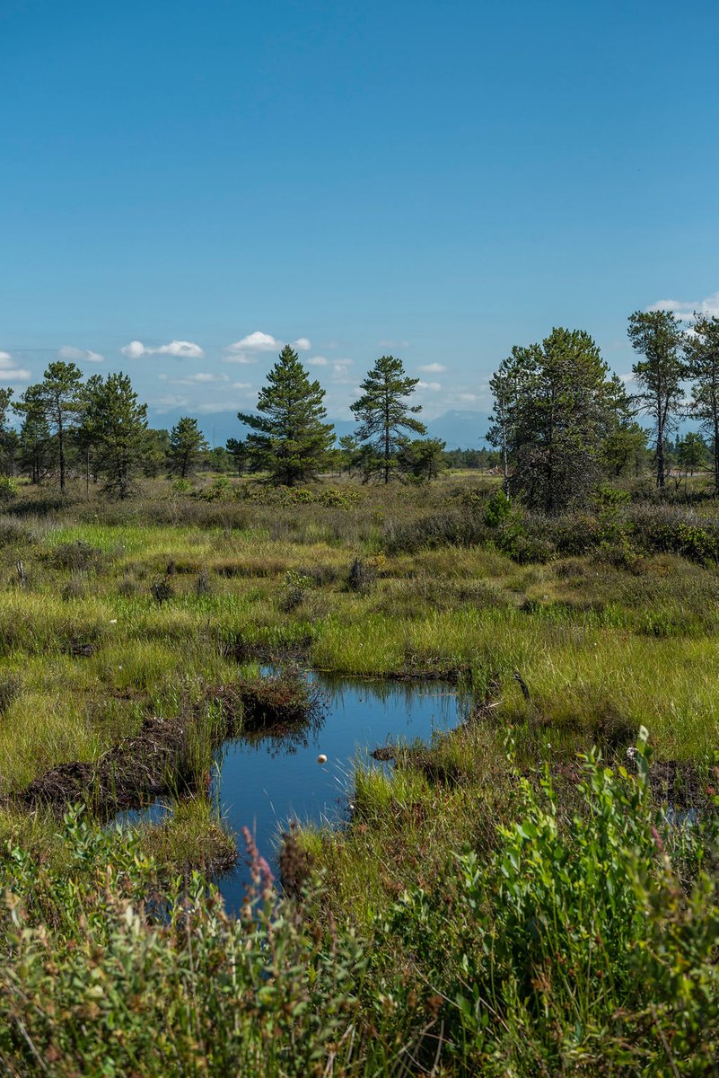 MetroVancouver's tweet photo. Announced today, projects such as the restoration of #BurnsBog, parkland acquisitions, energy efficiency, and #trenchlesstunneling has allowed Metro Vancouver to achieve corporate carbon neutrality. https://t.co/4EpLKaGkd3 @JonathanWNV @GeorgeHeyman @CQualtro @CityofDeltaBC https://t.co/EhI43Os7RU