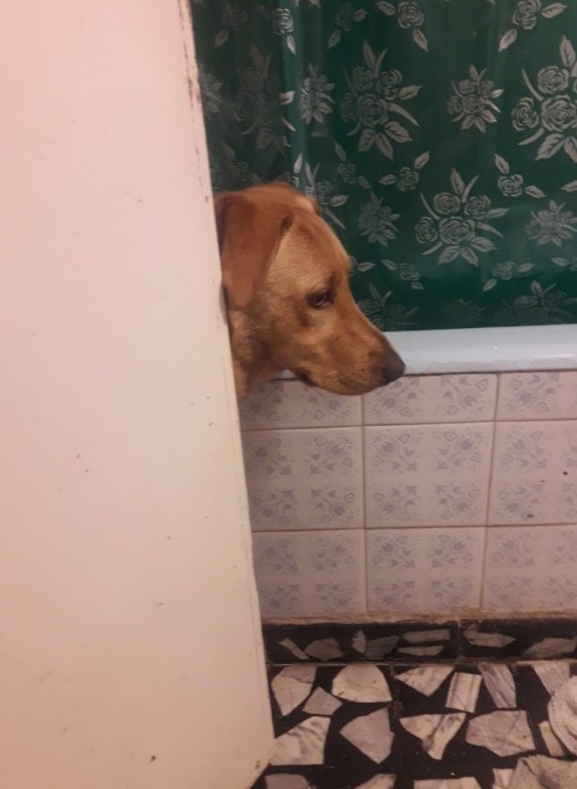 maraamelin's tweet photo. ke tan intensas son sus mascotas¿¿¡? la mía ni cagar tranquila https://t.co/LHMg6Ud0Eu