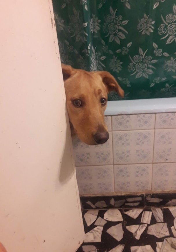 maraamelin's tweet photo. ke tan intensas son sus mascotas¿¿¡? la mía ni cagar tranquila https://t.co/LHMg6Ud0Eu