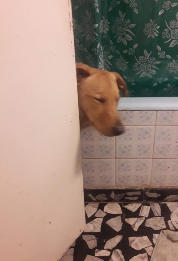 maraamelin's tweet photo. ke tan intensas son sus mascotas¿¿¡? la mía ni cagar tranquila https://t.co/LHMg6Ud0Eu