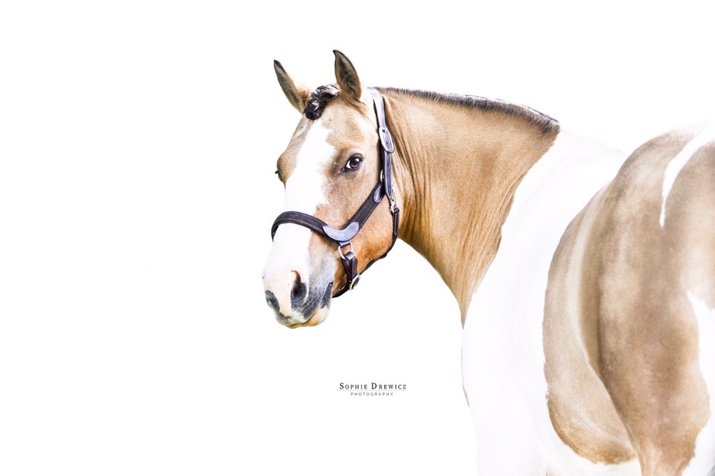IceEquestrian's tweet photo. Lemon rocking our Zinti halter••• 🍋
A gorgeous combination of Leather and Suede fully padded with our special headpiece•••
Available in Black &amp; Brown 🖤🤎

https://t.co/57NCEBdijz

#photography #equestrianphotography #equestrian #horses 
#iceequestrian #wearitwithice https://t.co/uL2YlMwSqL