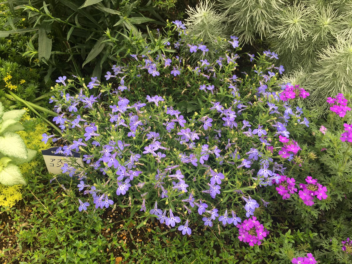 アズーロコンパクト