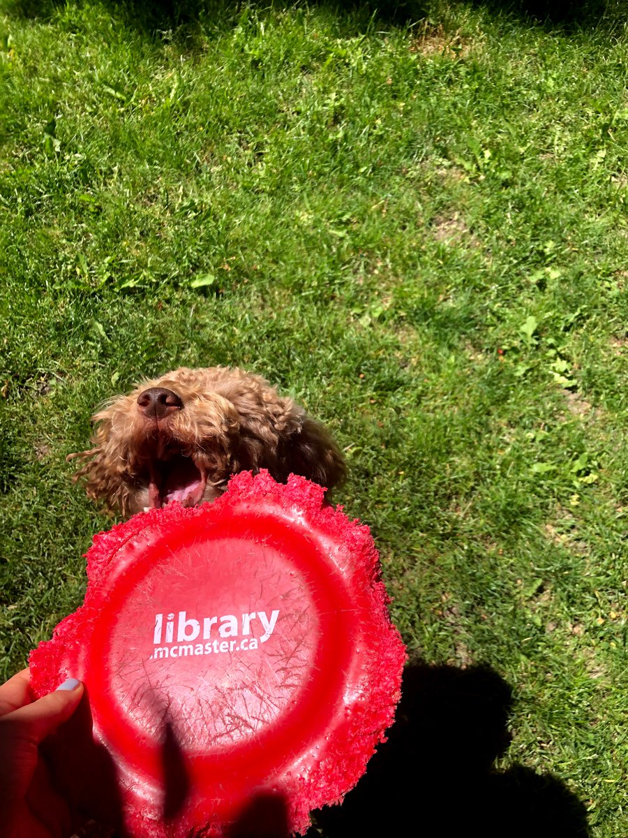 daniellamikk's tweet photo. @maclibraries Hello I want to show you how much Lucca (toy poodle, age 2) loves your merch https://t.co/8W0meBDRZE