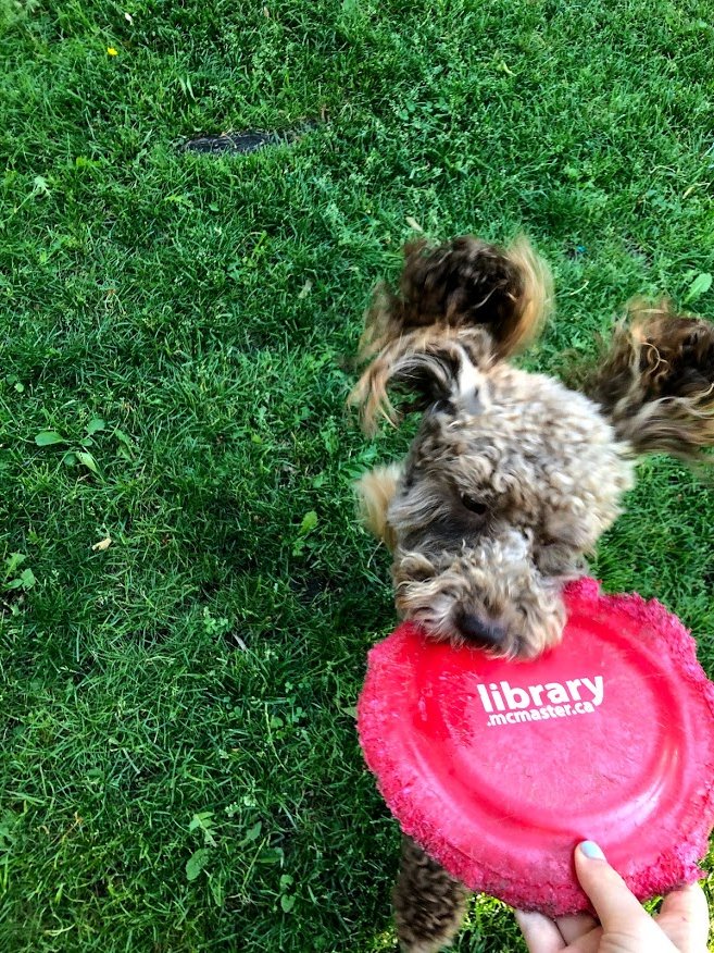 daniellamikk's tweet photo. @maclibraries Hello I want to show you how much Lucca (toy poodle, age 2) loves your merch https://t.co/8W0meBDRZE
