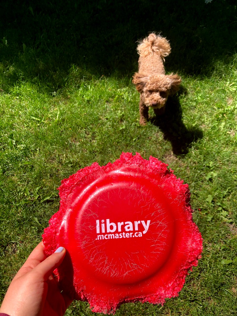 daniellamikk's tweet photo. @maclibraries Hello I want to show you how much Lucca (toy poodle, age 2) loves your merch https://t.co/8W0meBDRZE