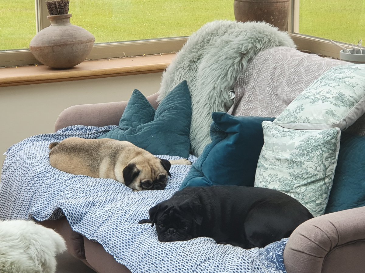 grassebath's tweet photo. @BulldozerthePug we are following you now, love Pudding and Crumble #pugs ❤ https://t.co/WdL0L9wDX6