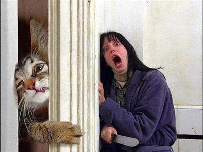 @spacego 猫版シャイニング。みんな、やってみたがるようですねw 