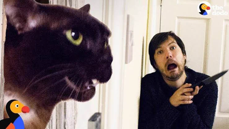 @spacego 猫版シャイニング。みんな、やってみたがるようですねw 