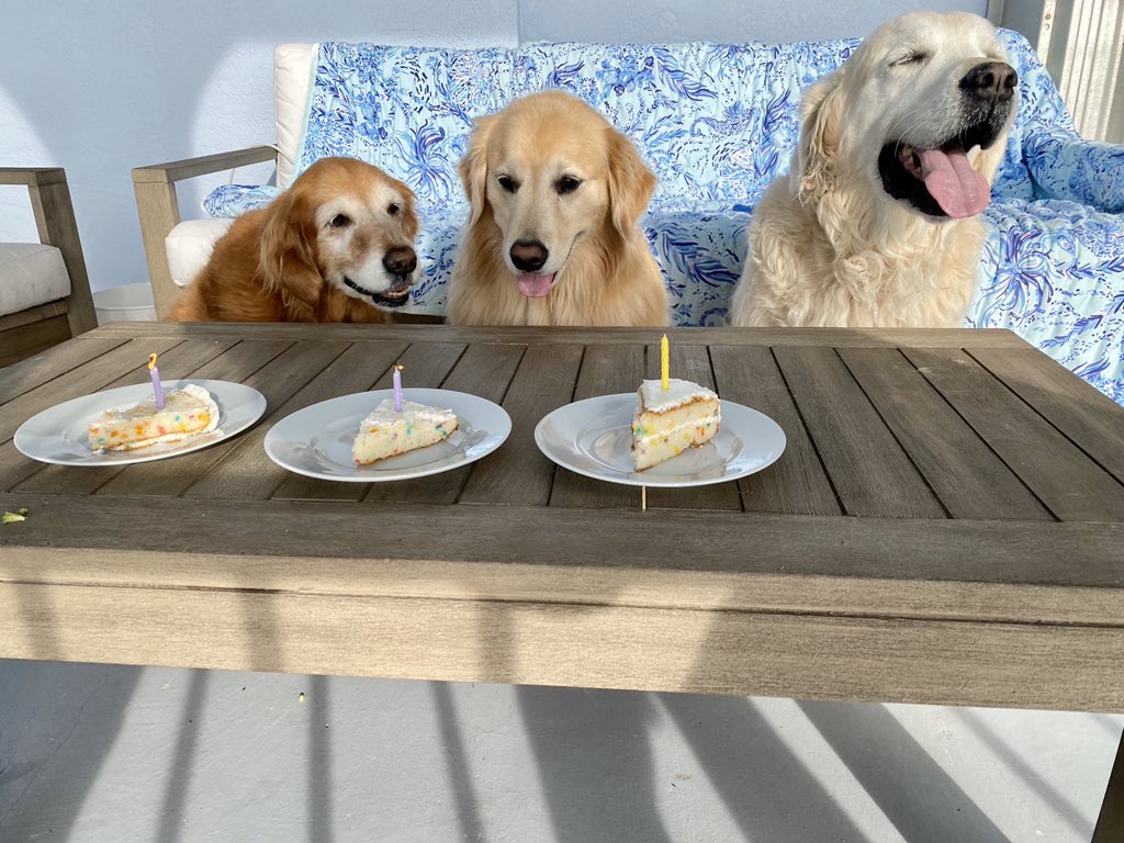 A story from the GR household: a threadToday is Chief Brody’s birthday. But 3 of our dogs have June birthdays. I thought “wouldn’t it be cute to take a pic of them each with a little piece of cake!” I bought a slice at the store today and separated it for them to share 1/