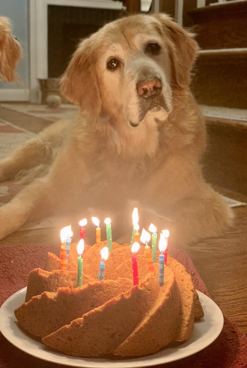 I even bought and lit birthday candles because remember how perfect that was for Queso’s birthday?! 2/