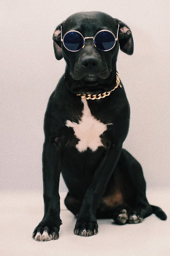 TheDiator's tweet photo. My dog is dope af #5Months #pitpup https://t.co/vxTMH0GuXY
