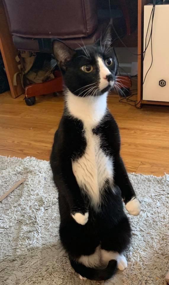 Do U Love Cat ? (@doulovecat) on Twitter photo 
