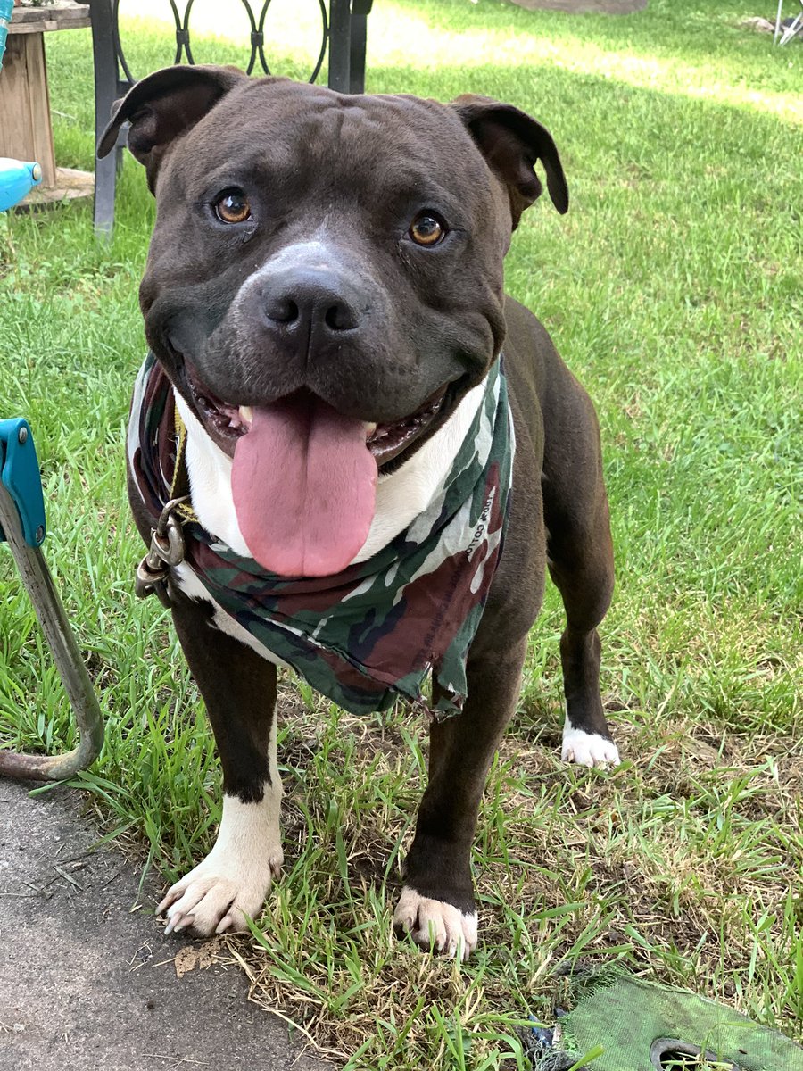 the_dedicated24's tweet photo. So in love with this big head 🖤 https://t.co/RBthN4K3FJ