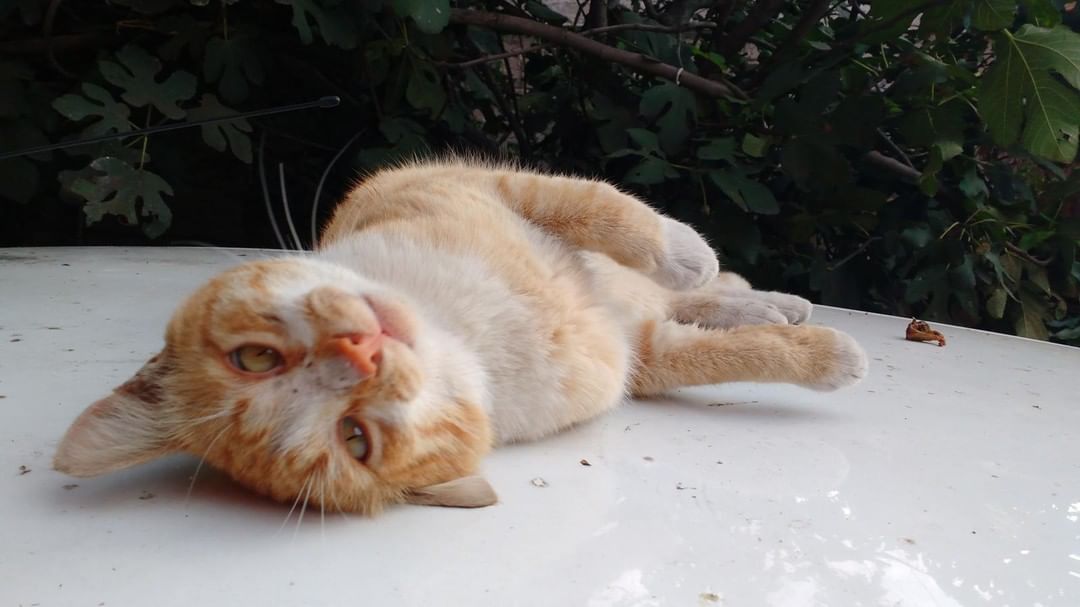 Cats Luver tweet media