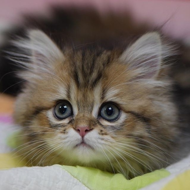 Cats Luver tweet media