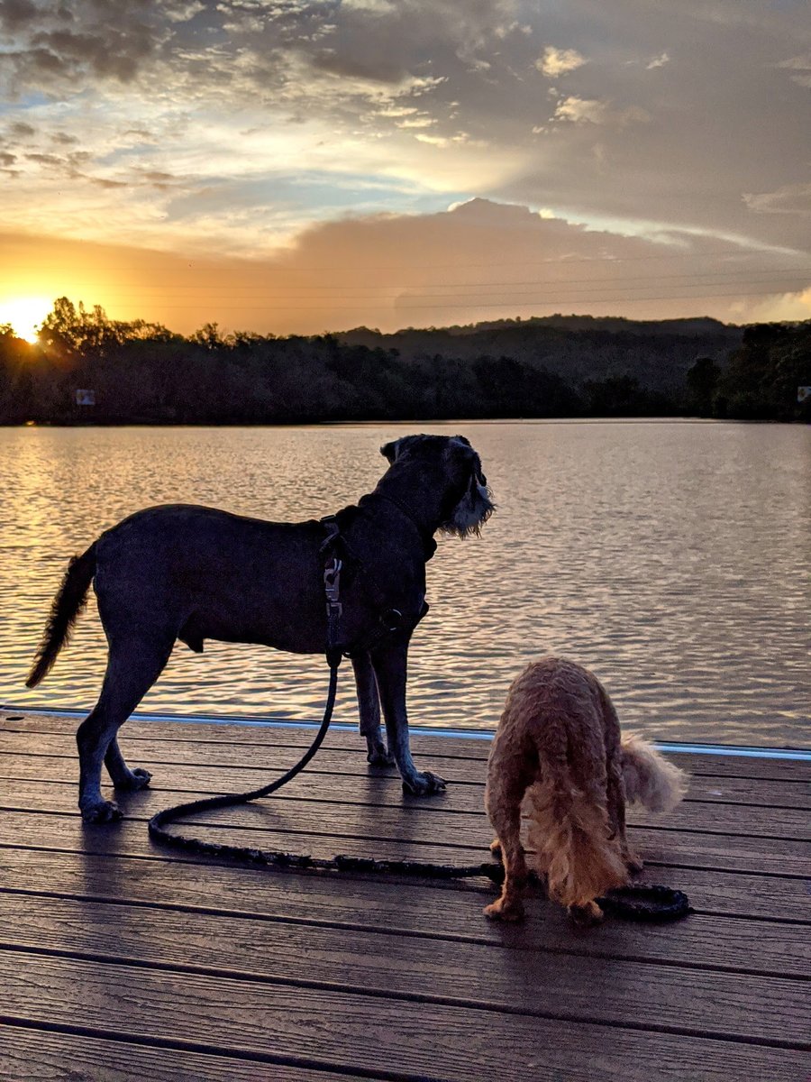OK I'm supposed to be doing my tax but honestly, this thread about sausage rolls, dogs, bakeries and travelling to work is much more funSo here's another pic of Frenny, and  @jackfsheedy and Ruby on the river at Tumbulgum 