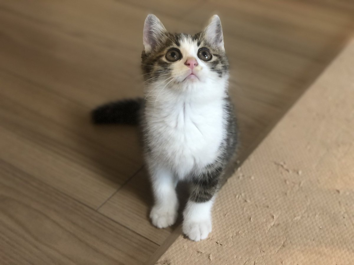 まめきちまめこさんのお家で子猫さんを保護した結果 先住猫のタビさんと仲良しになり微笑ましい 途中でチラッと見てるところにギャン Togetter まめきちまめこさんのお家で子猫さんを保護した結果 先住猫のタビさんと仲良しになり微笑ましい 途中でチラッと見てるところにギャン Togetter