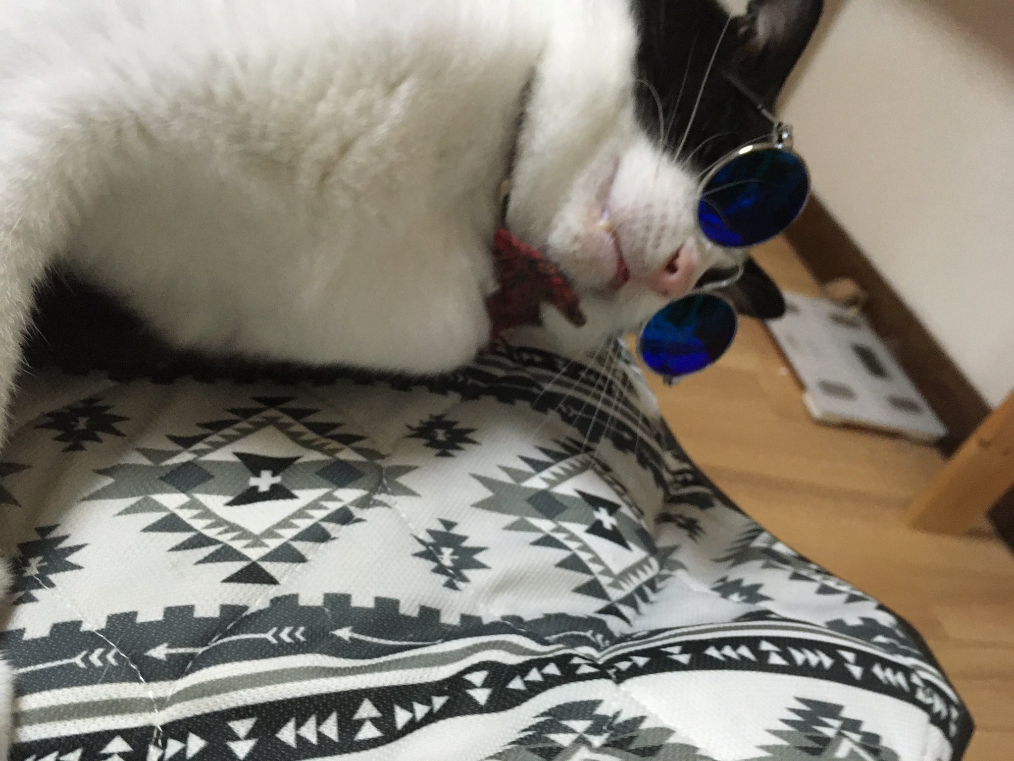猫用サングラス Twitter Search Twitter